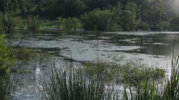 Photo of a wetland area 